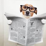 dog on a toilet with a newspaper