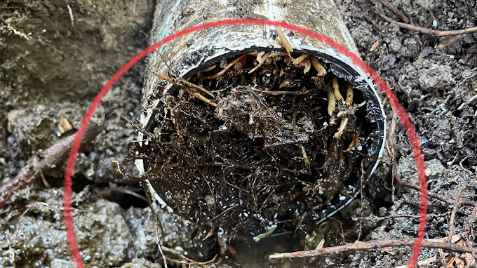 tree root clogging sewer system in Los Altos, CA