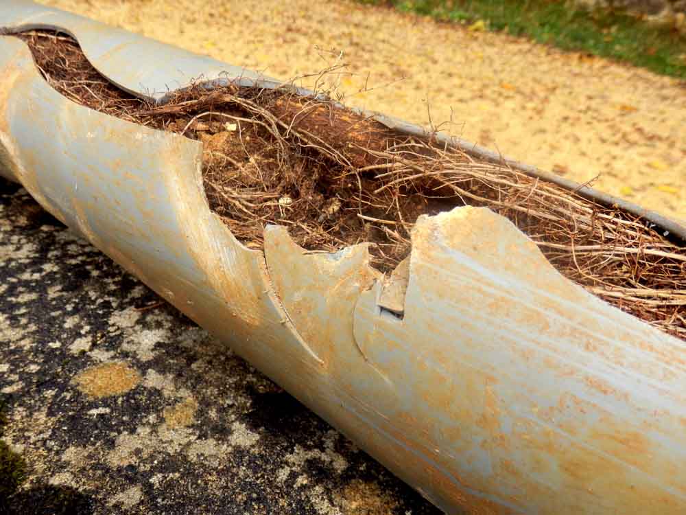 Tree root intrusion on pipe